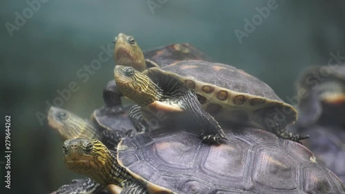 Many are small turtles perched on a rock footage 4K photo