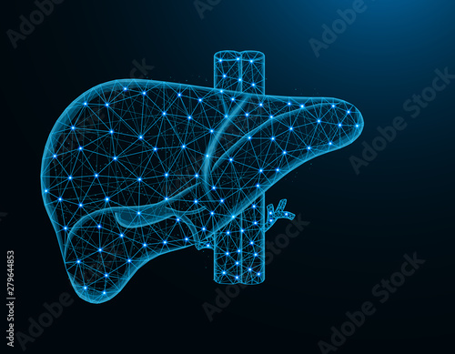 Liver with artery and veins low poly model, human organs abstract graphics, anatomy polygonal wireframe vector illustration on dark blue background