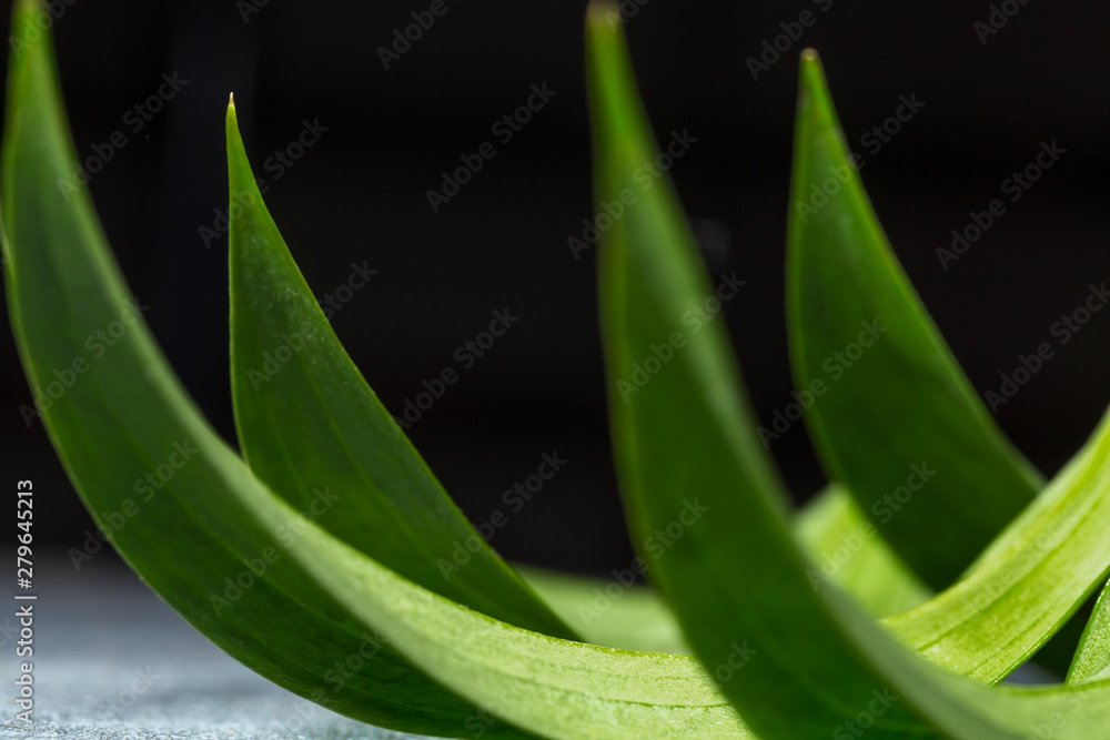 Obraz premium Green leaves of an exotic plant, curved by a Crescent on a dark background. Selective focus. Background of natural green leaves, detailed texture