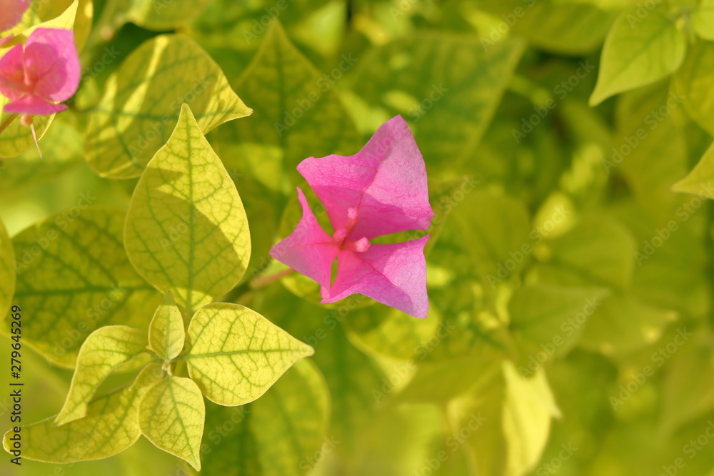 PINK FLOWER IN A GARDEN PINK FLOWER IN A GARDEN