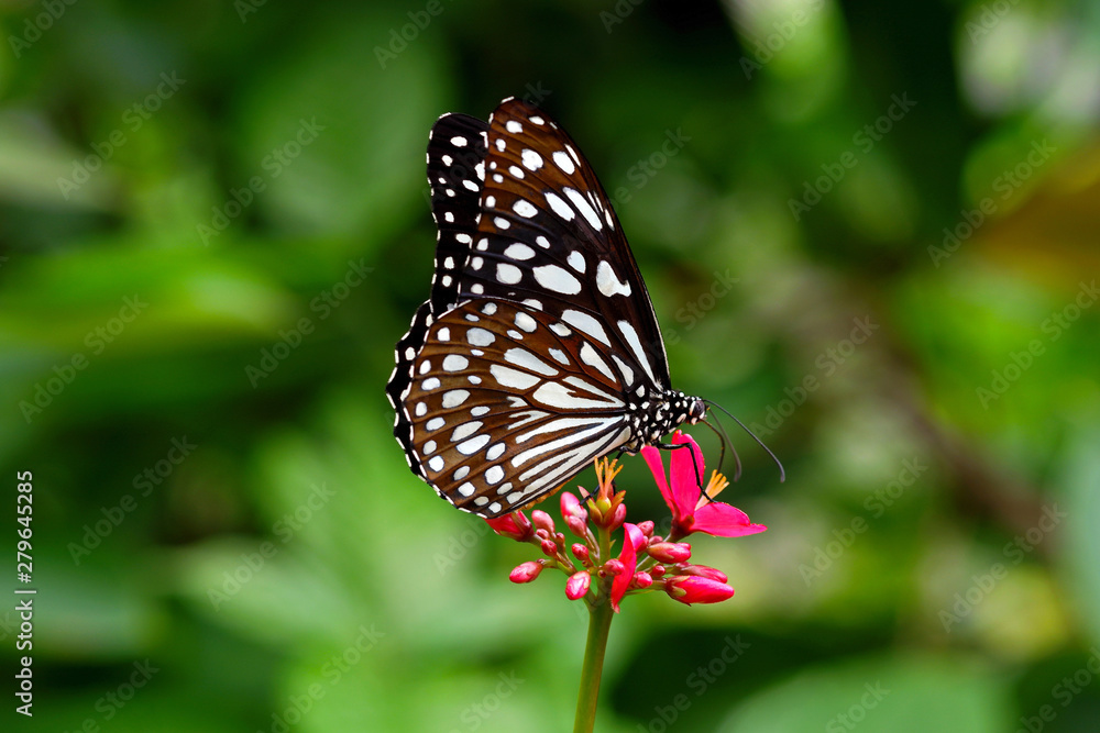 Beautiful Black and White Butterfly Perching on Red Flowers Beautiful Black and White Butterfly Perching on Red Flowers