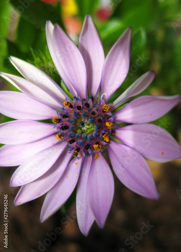 Osteospermum Blüte Makro