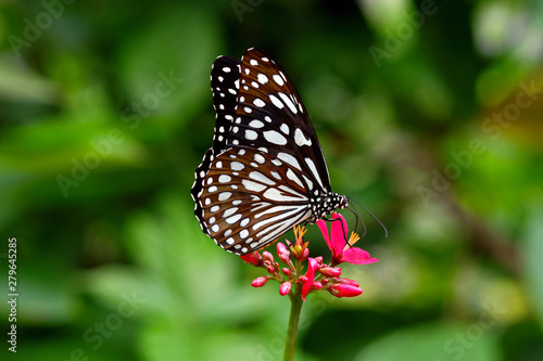 Beautiful Black and White Butterfly Perching on Red Flowers © Phanida
