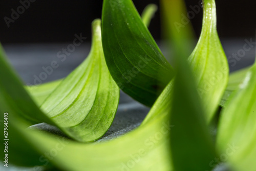 Green leaves of an exotic plant, curved by a Crescent on a dark background. Selective focus. Background of natural green leaves, detailed texture