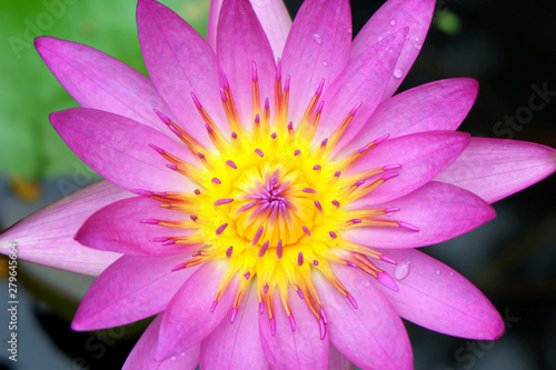 Beautiful Pink   Purple Waterlily Flower Blooming in the Pond