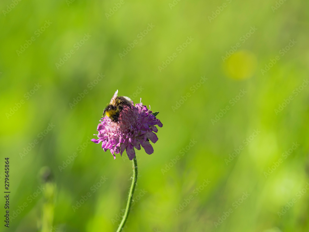bumble bee feeding on a wild purple flower in the wild