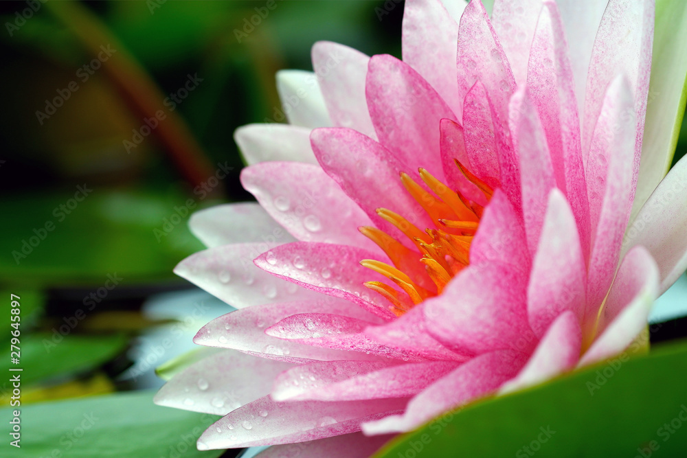 Beautiful White Waterlily Flower Blooming in the Pond Beautiful White Waterlily Flower Blooming in the Pond