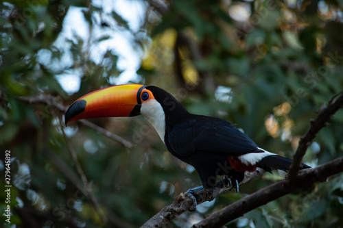 Giant toucan also known as toco toucan (Ramphastos toco) perching on a tree trunk, in natural habitat, Pantanal, Brazil.