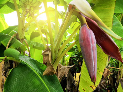 banana blossom in the garden with sunlight