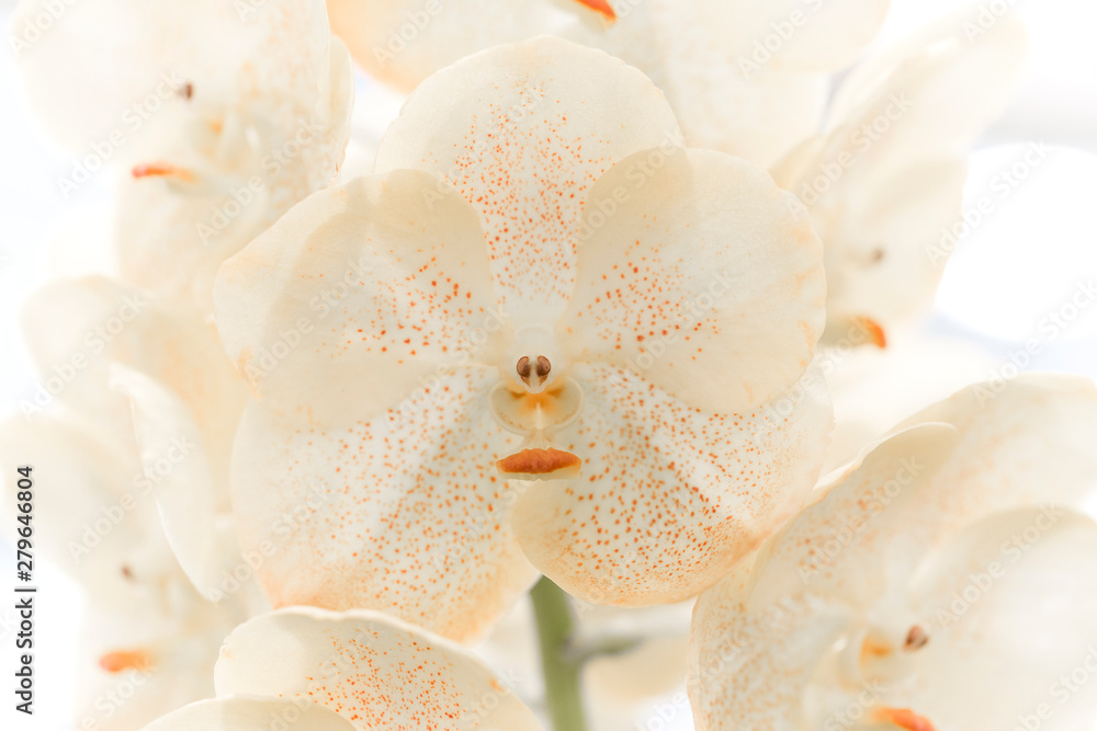 White orchid on black background White orchid on black background