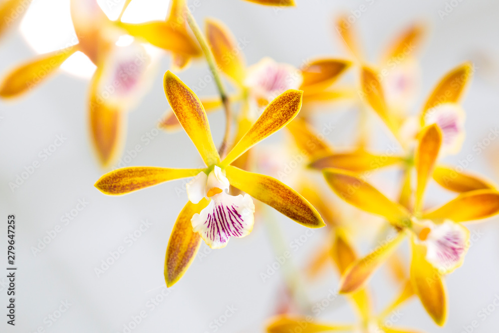 Fototapeta premium Yellow orchid flowers closeup for background