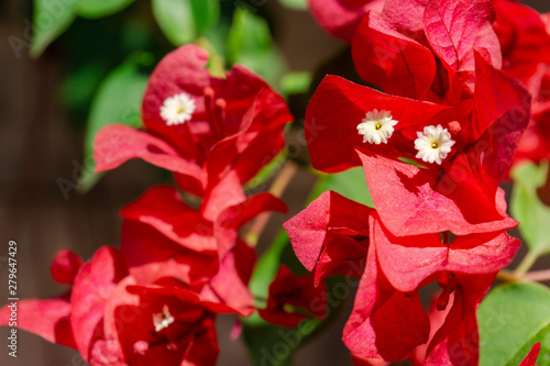 Close-up view of beautiful and intense red bougainvillea flower