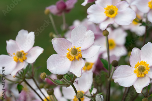 pink garden anemone flowers © aga7ta