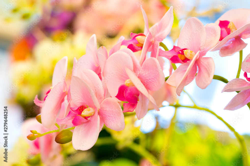 Obraz premium Purple orchid flowers in garden