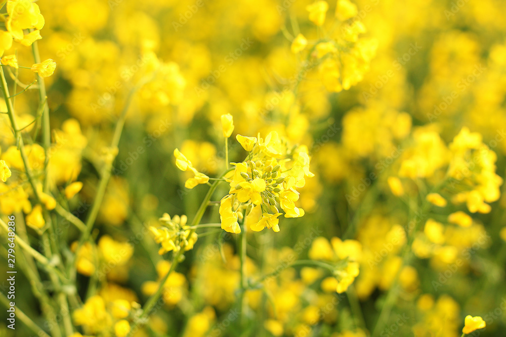 Scenic rural landscape with yellow rape, rapeseed or canola field. Rapeseed field, Blooming canola flowers close up. Rape on the field in summer. Bright Yellow rapeseed oil. Flowering rapeseed Scenic rural landscape with yellow rape, rapeseed or canola field. Rapeseed field, Blooming canola flowers close up. Rape on the field in summer. Bright Yellow rapeseed oil. Flowering rapeseed
