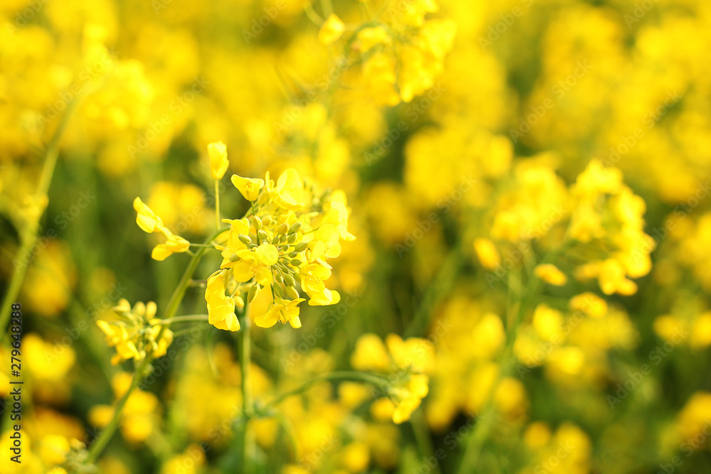 Scenic rural landscape with yellow rape, rapeseed or canola field. Rapeseed field, Blooming canola flowers close up. Rape on the field in summer. Bright Yellow rapeseed oil. Flowering rapeseed Scenic rural landscape with yellow rape, rapeseed or canola field. Rapeseed field, Blooming canola flowers close up. Rape on the field in summer. Bright Yellow rapeseed oil. Flowering rapeseed