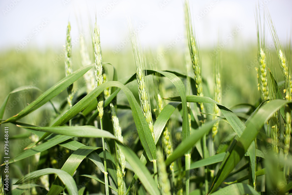 Obraz premium Juicy fresh stalks of young green wheat on nature in spring field in summer close-up macro. Wheat field on agriculture countryside, beautiful landscape, green grass. Agricultural field. Bread, food