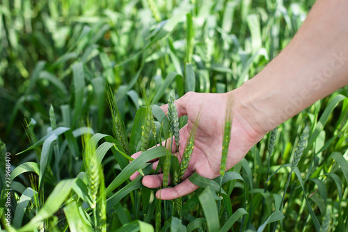 Wheat on hand. Plant, nature, rye. Crop on farm. Stem with seed for cereal bread. Agriculture harvest growth.  Wheat sprouts in a farmer's hand. Farmer Walking Through Field Checking Wheat Crop.