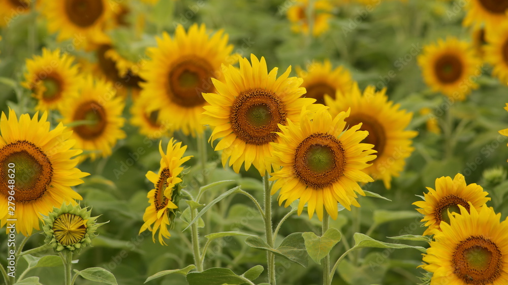 field of sunflowers