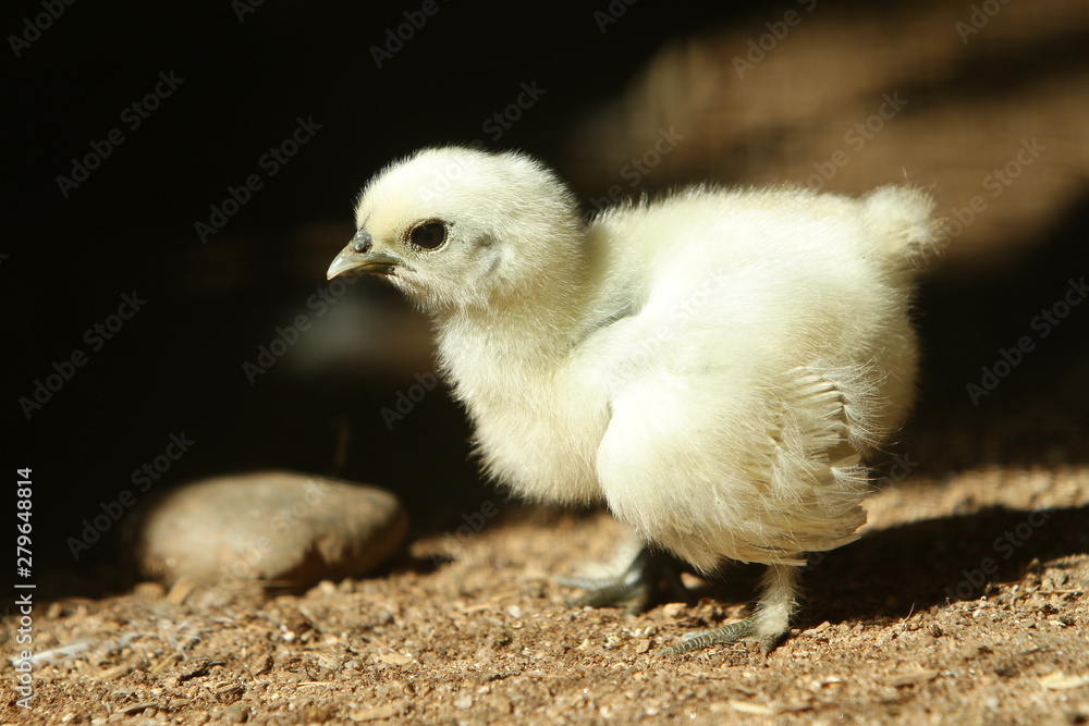 little chick little chick