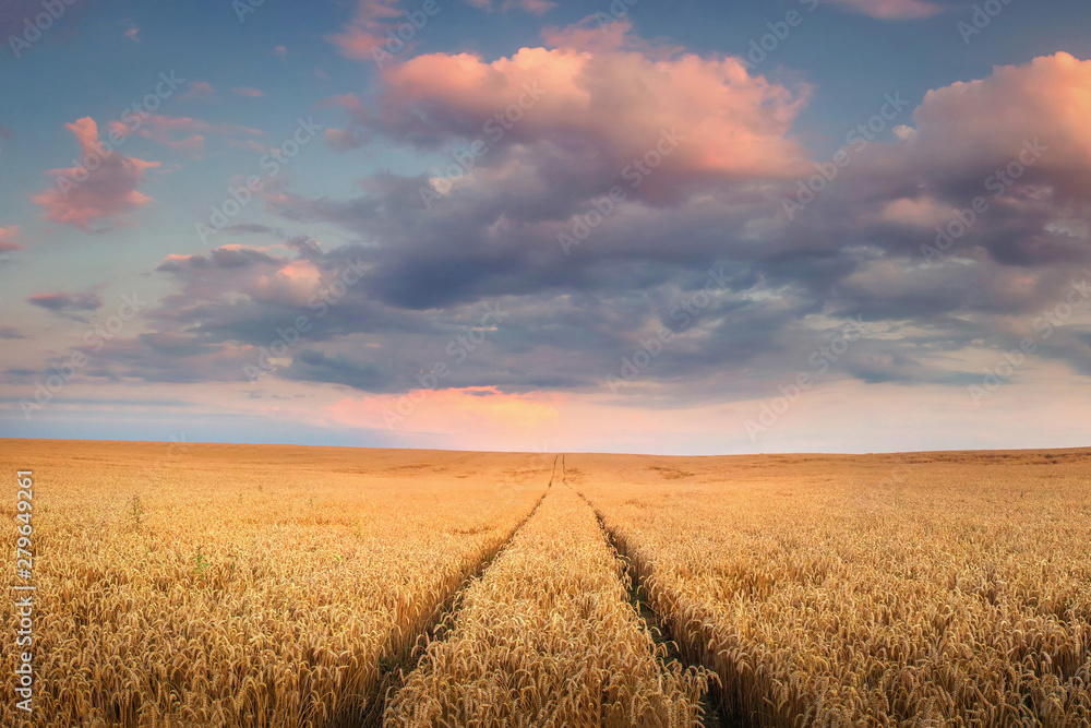 Wheat field on sunset with colorful sky. Harvest wheat Wheat field on sunset with colorful sky. Harvest wheat