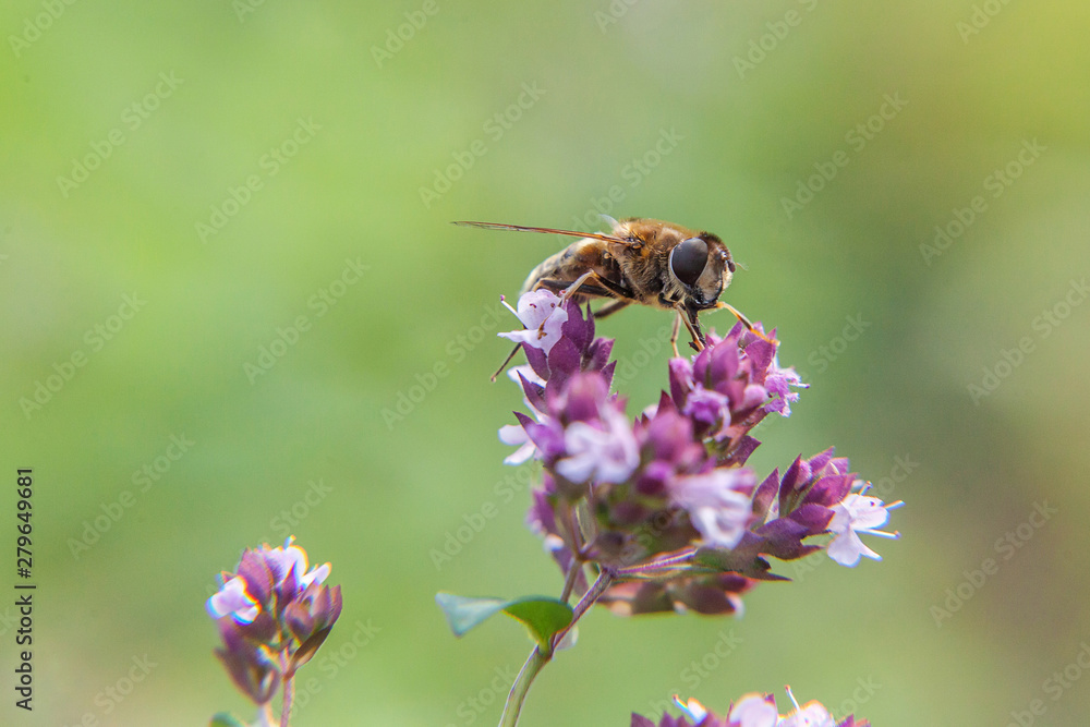 Honey bee covered with yellow pollen drink nectar, pollinating pink flower. Inspirational natural floral spring or summer blooming garden or park background. Life of insects. Macro close up Honey bee covered with yellow pollen drink nectar, pollinating pink flower. Inspirational natural floral spring or summer blooming garden or park background. Life of insects. Macro close up