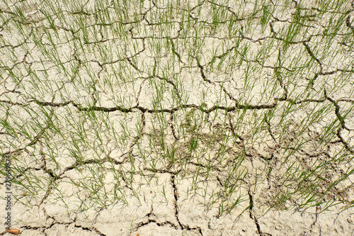 Drought water, Rice seeding in cracked soil.