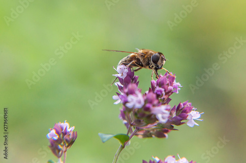 Honey bee covered with yellow pollen drink nectar, pollinating pink flower. Inspirational natural floral spring or summer blooming garden or park background. Life of insects. Macro close up © Юлия Завалишина