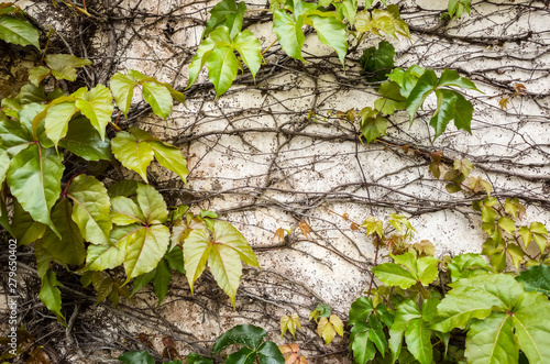 background of parthenocissus tricuspidata photo