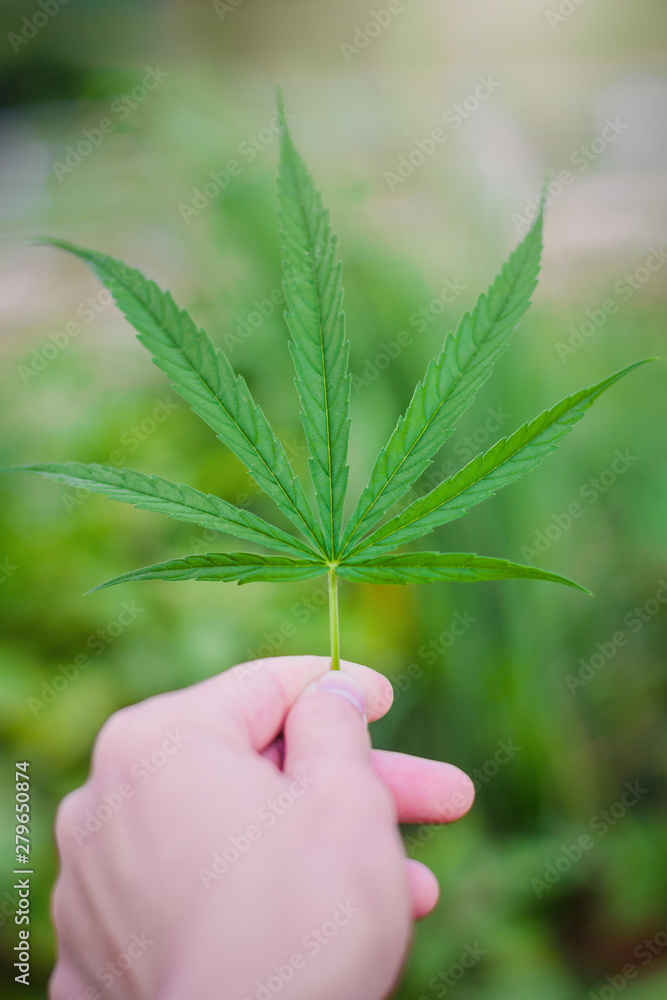Marijuana leaf plant on hand in home garden close up,Some people Marijuana use it herbal to relieve symptoms or treat various diseases. but some people marijuana is an addictive drug Marijuana leaf plant on hand in home garden close up,Some people Marijuana use it herbal to relieve symptoms or treat various diseases. but some people marijuana is an addictive drug