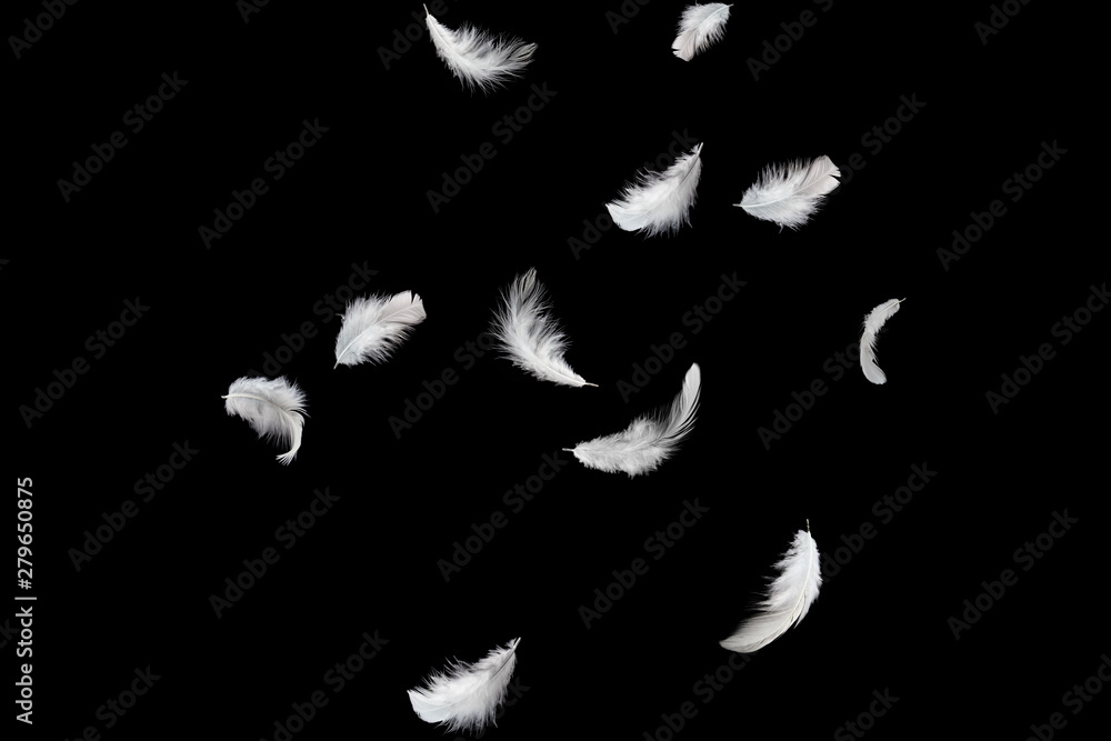 solf white feathers falling down in the air. black background solf white feathers falling down in the air. black background