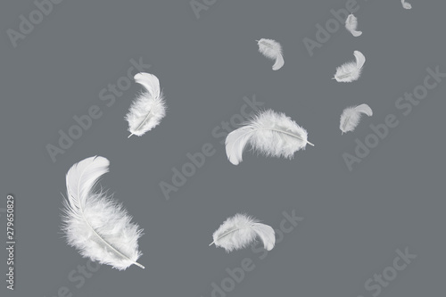 abstract solf white feathers floating in the air.
