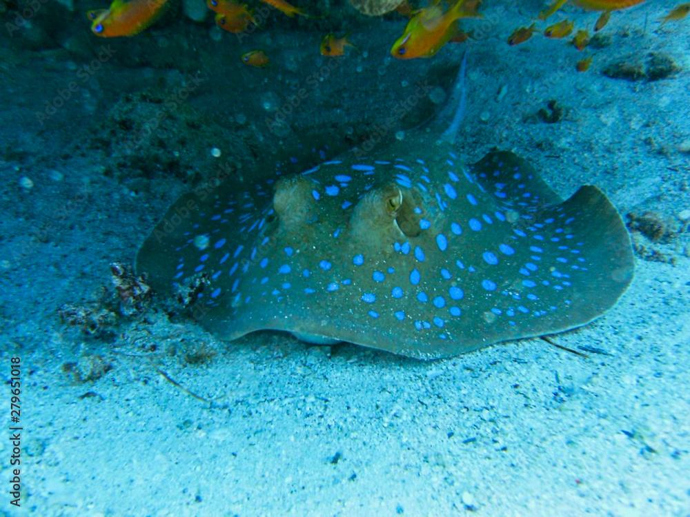 Fototapeta premium a stingray in the sand on the ground