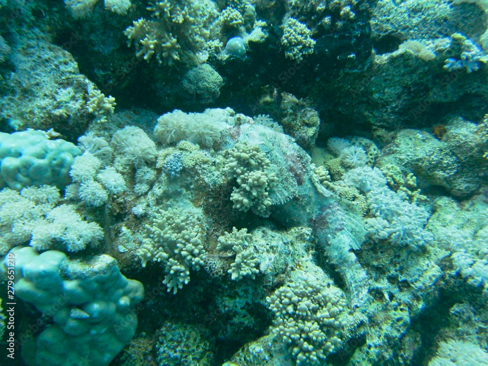 a flounder in the sand a flounder in the sand