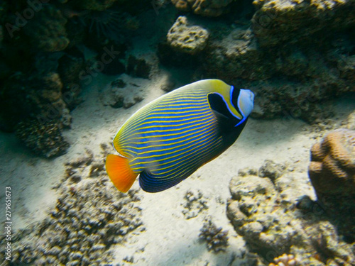 a surgeon fish near the corals