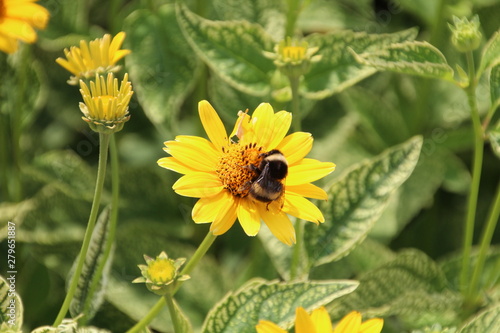 Bee On The Flower  U of A Botanic Gardens  Devon  Alberta