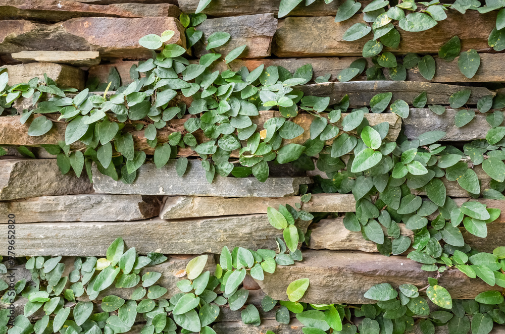 wall with green moss background wall with green moss background