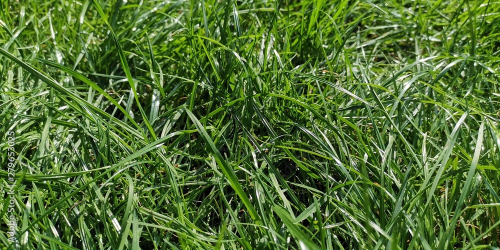 background of grass background of grass
