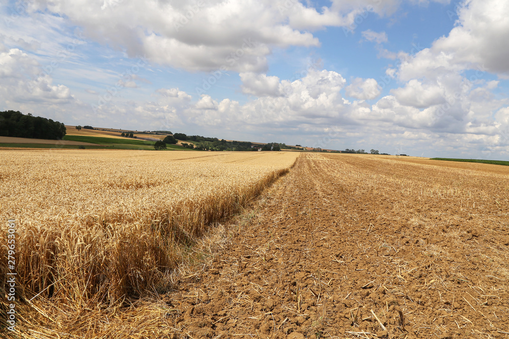 Rural landscape with yellow fields of mature wheat Rural landscape with yellow fields of mature wheat