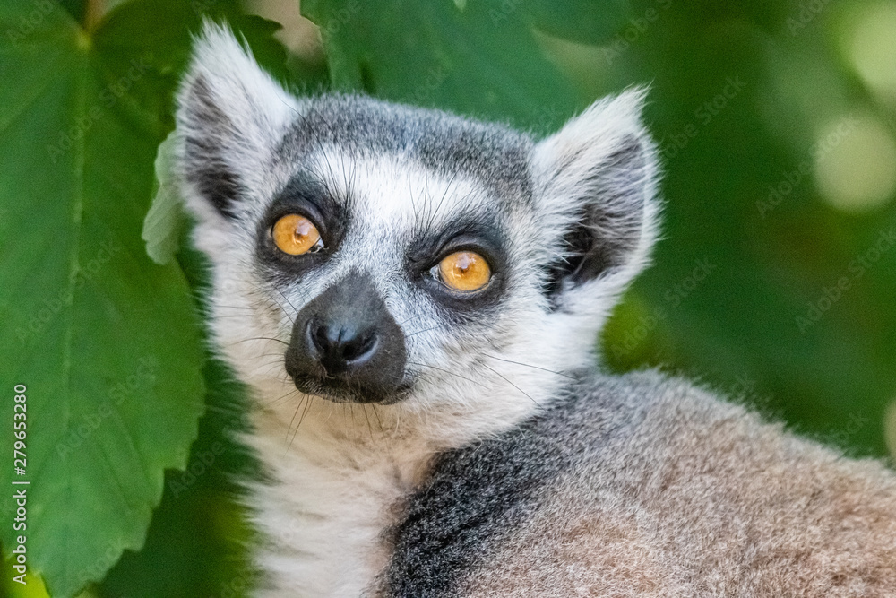 Fototapeta premium Maki catta in close-up