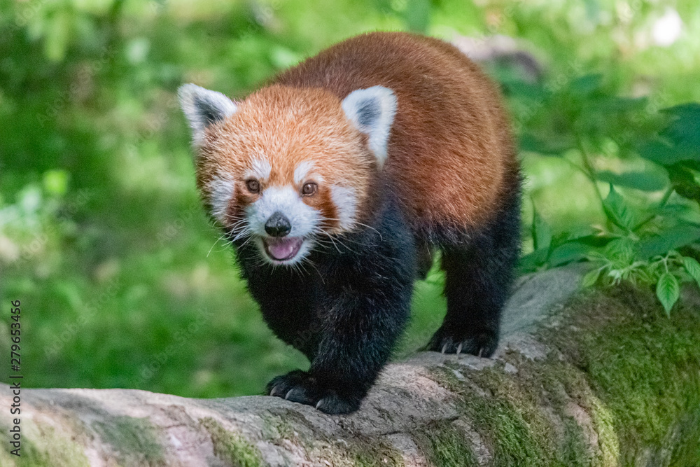 red panda in close up red panda in close up