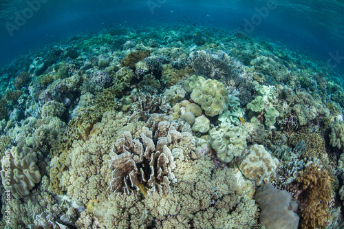 Hard and soft corals compete for space to grow on a healthy reef flat in Wakatobi National Park, Indonesia. This tropical area, south of Sulawesi, is known for its incredible marine biodiversity.