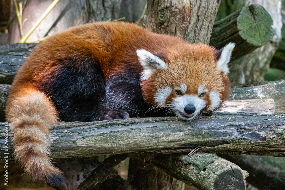 Fototapeta premium red panda in close up