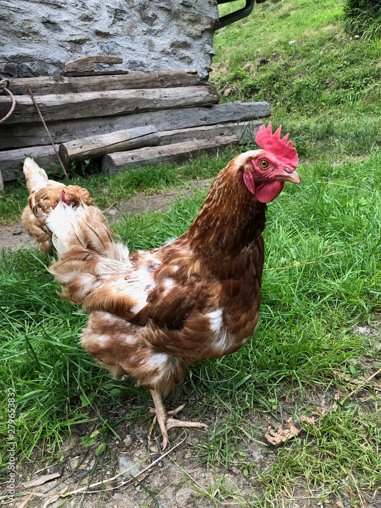 Fototapeta premium gallina uova pascolo uova bio 