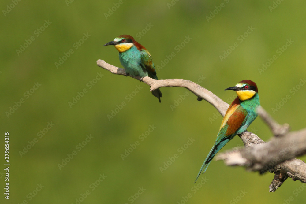Obraz premium European bee-eater on a close up picture in its natural habitat. A rare colorful bird species which hunts insects.