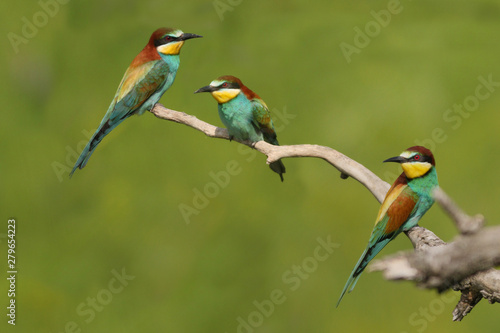 European bee-eater on a close up picture in its natural habitat. A rare colorful bird species which hunts insects.