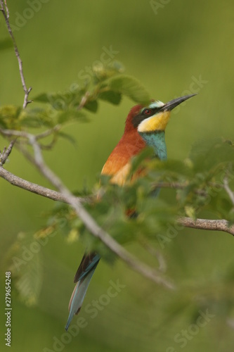 European bee-eater on a close up picture in its natural habitat. A rare colorful bird species which hunts insects.