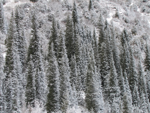 Fir Trees in Winter in the Ala Archa National Park, Kyrgyzstan