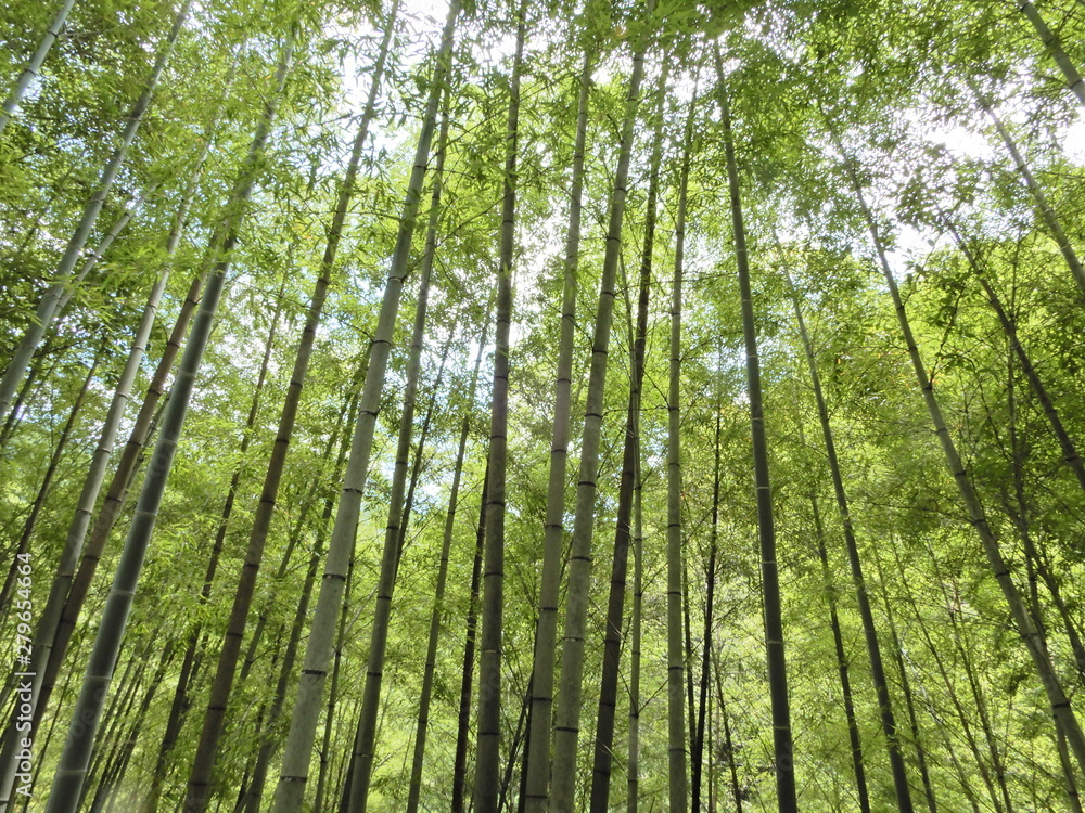 竹、竹林 竹、竹林