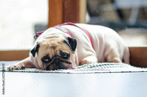 Photography Funny Sleepy Pug Dog with gum in the eye sleep rest on floor.